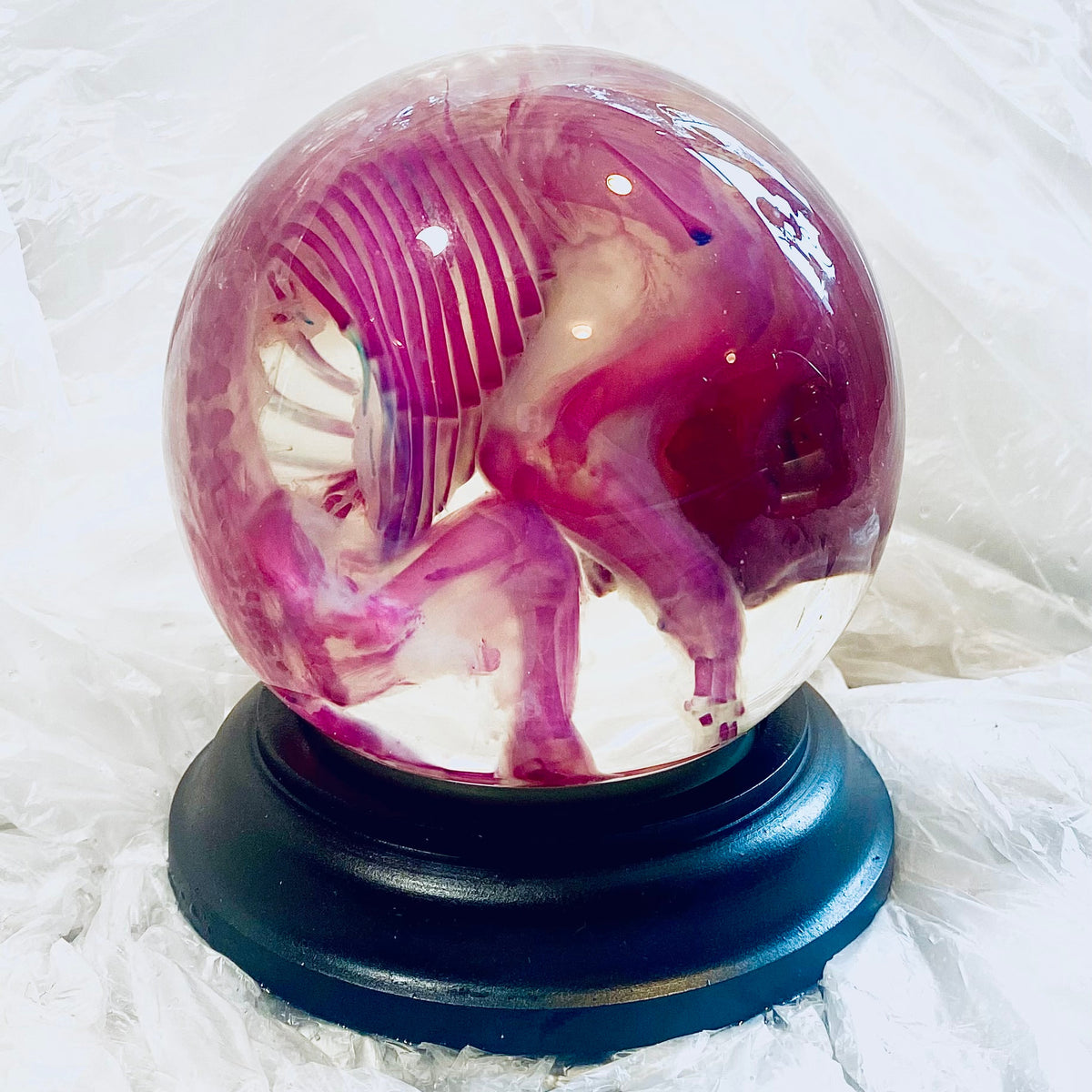 French Bulldog Puppy Diaphonised Genuine Wet Specimen
