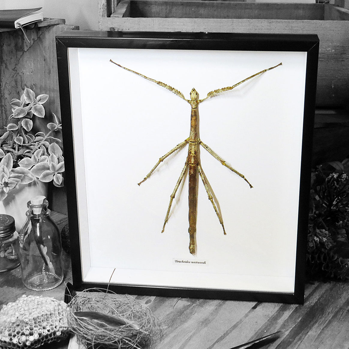 Tirachoidea Westwoodi Female Stick Insect Framed Specimen