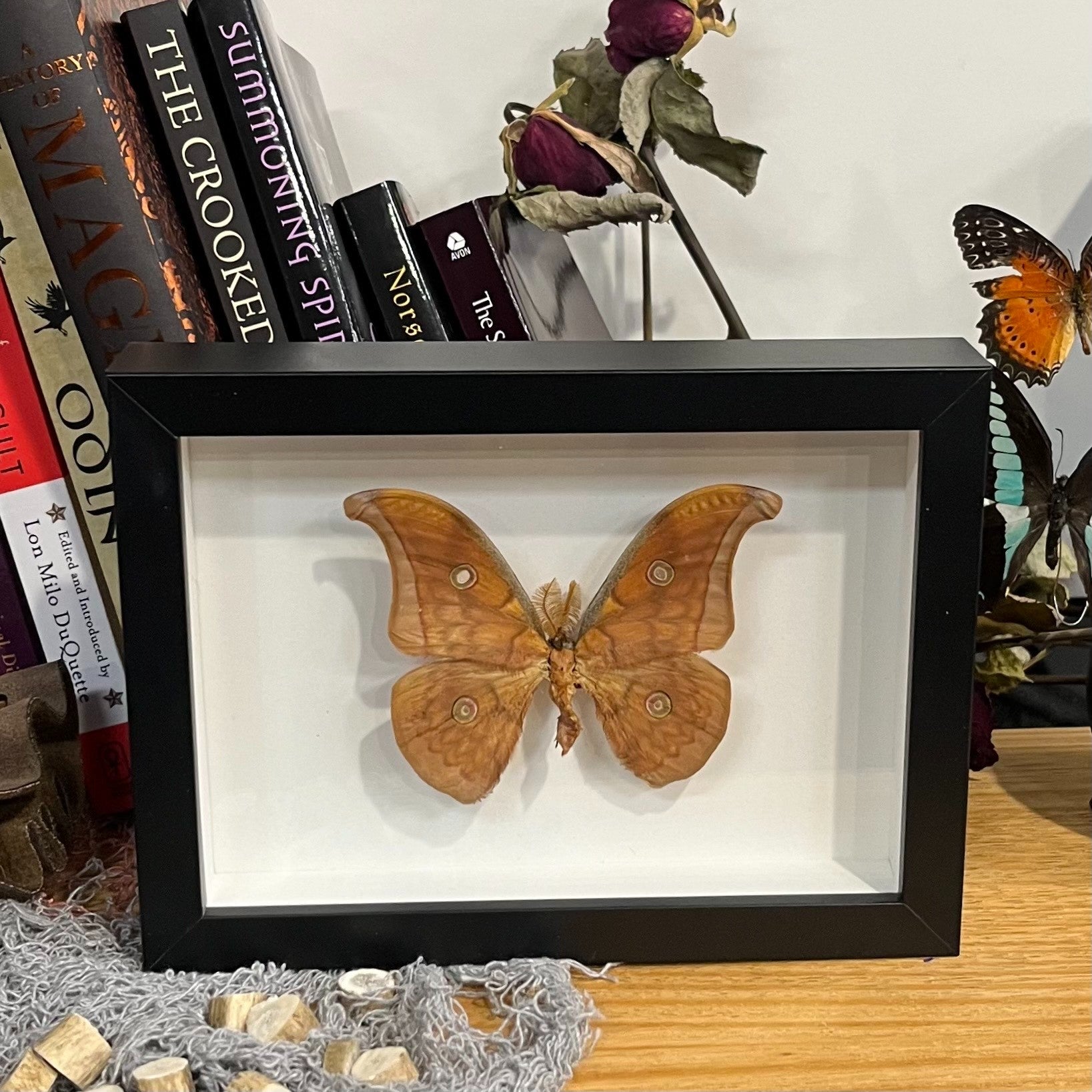 Tussar Moth, Antheraea frithi Genuine Framed Specimen