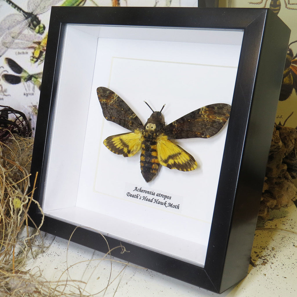 Death's Head Hawkmoth Framed Specimen