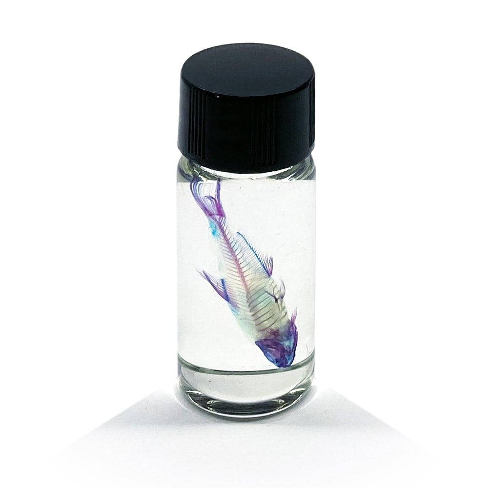 Tetra Diaphonised Fish Specimen