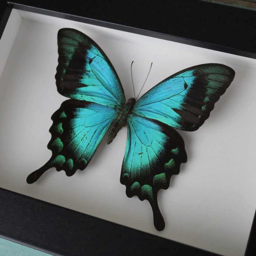 Papilio lorquinianus, Sea Green butterfly in a Frame