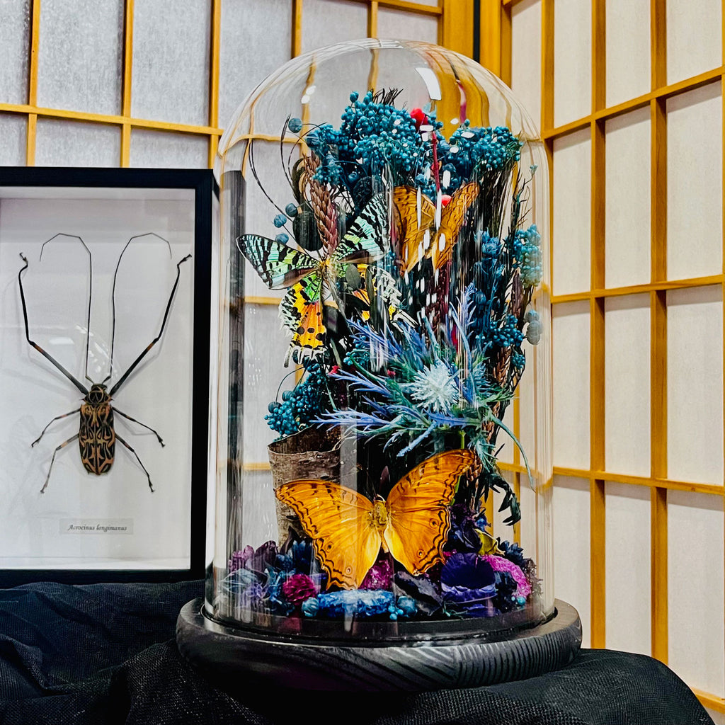 Madagascan Moth and Butterfly Genuine Specimen Curiosity Dome