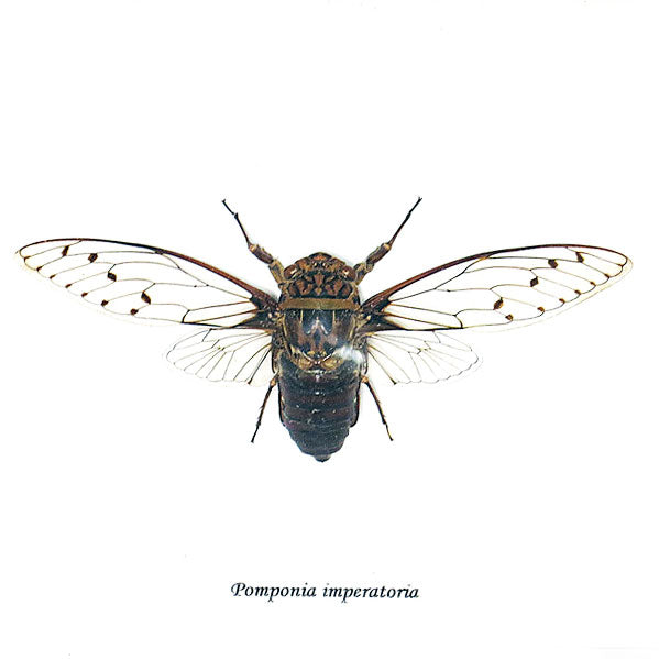 Pomponia Imperatoria Cicada Framed Specimen