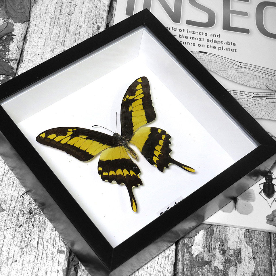Yellow Butterfly Papilio Thaos Swallowtail Genuine Framed Specimen