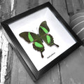 Green Butterfly Swallowtail (Papilio Palinurus) Genuine Framed Specimen