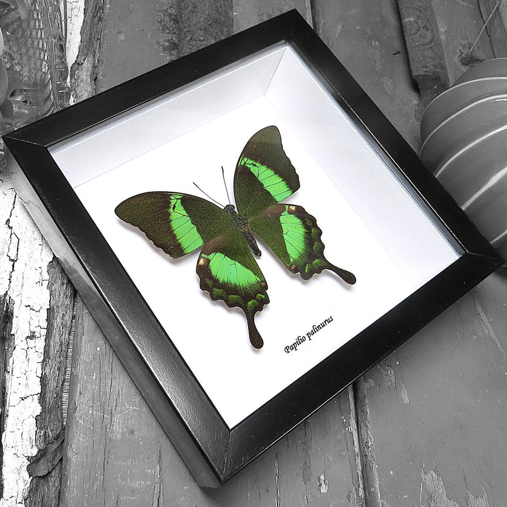Green Butterfly Swallowtail (Papilio Palinurus) Genuine Framed Specimen