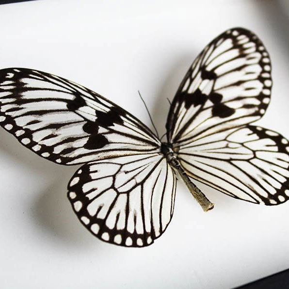 Wood Nymph Genuine Butterfly Framed Specimen