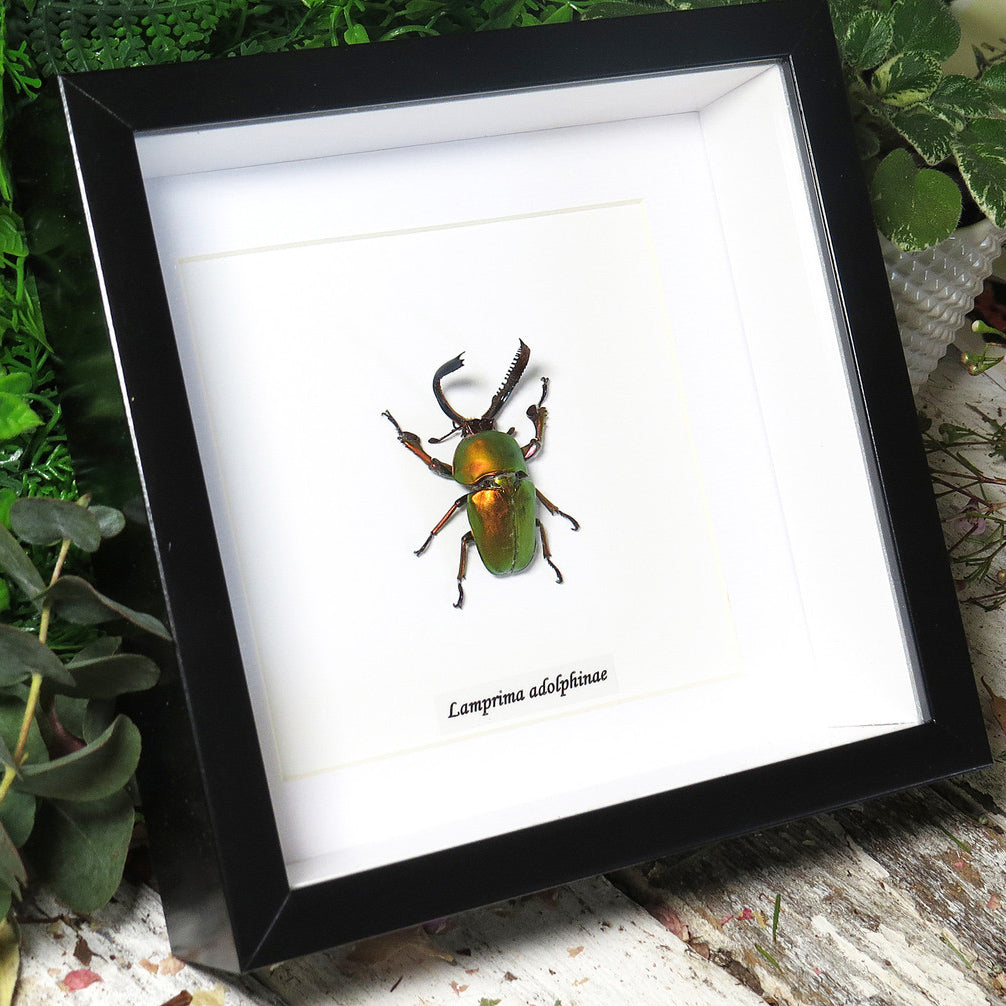Lamprima Adolphinae Stag Beetle Framed Specimen