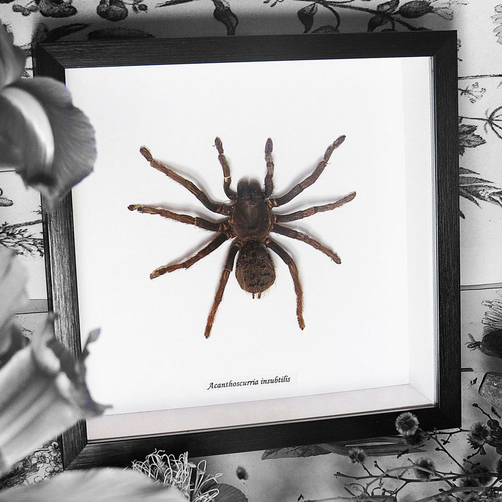 Tarantula Acantoscurria Insubtillis Framed Spider Specimen