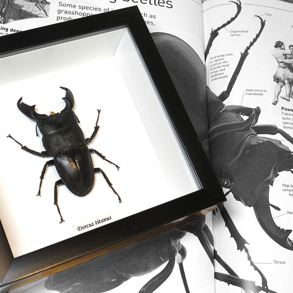 Stag Beetle Dorcus Titanus Framed Specimen