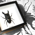 Stag Beetle Dorcus Titanus Framed Specimen