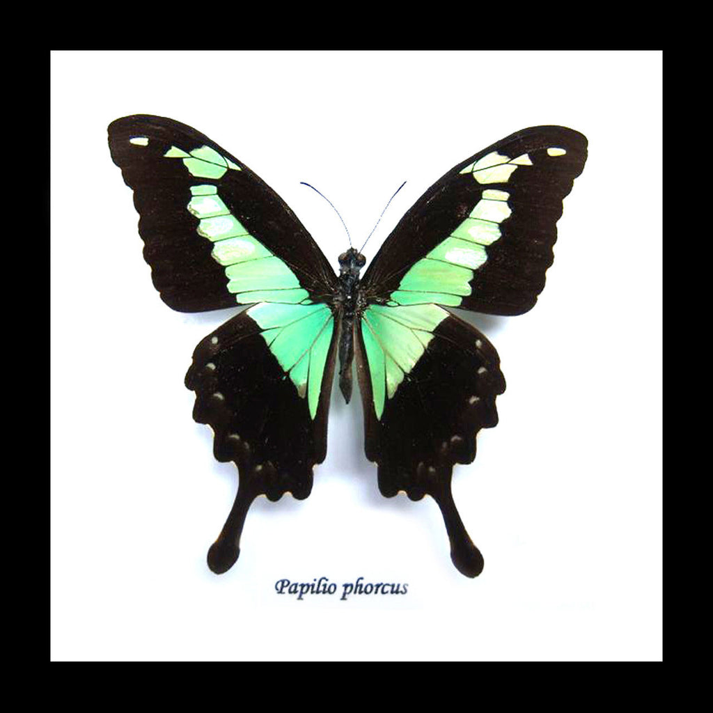 Green Butterfly Papilio Phorcas Swallowtail Genuine Framed Specimen