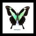 Green Butterfly Papilio Phorcas Swallowtail Genuine Framed Specimen