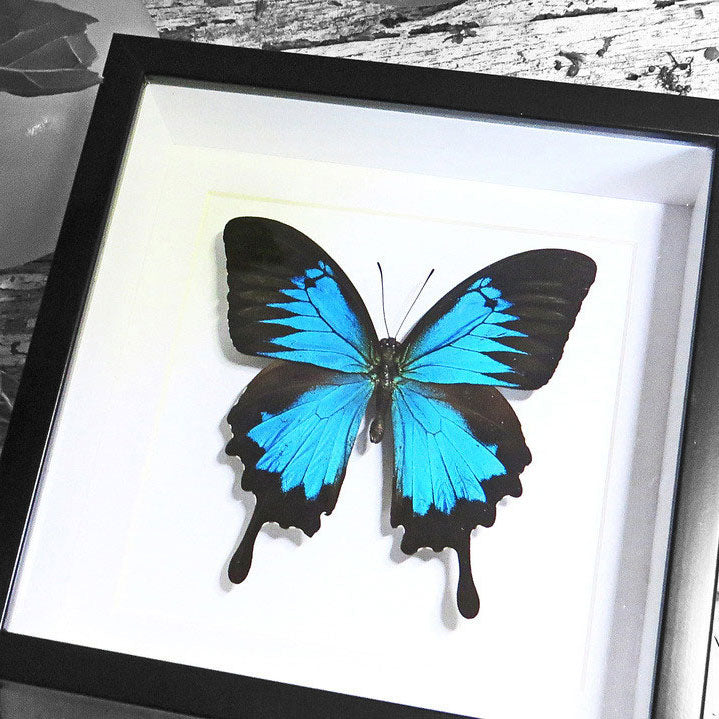 Papilio Ulysses Framed Blue Butterfly Specimen