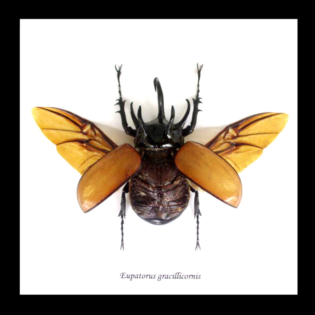 Eupatorus Gracilicornis Rhino Beetle Framed Specimen