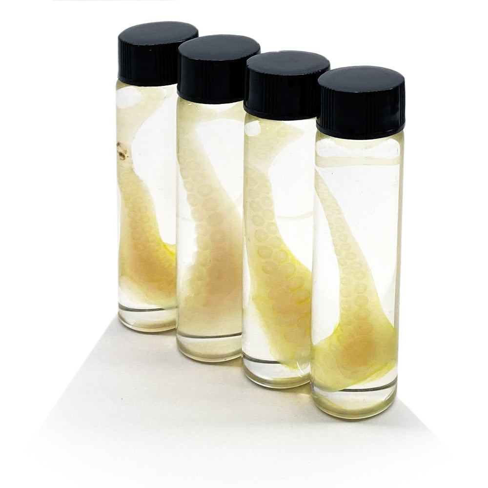 Tentacle Diaphonised Wet Specimen