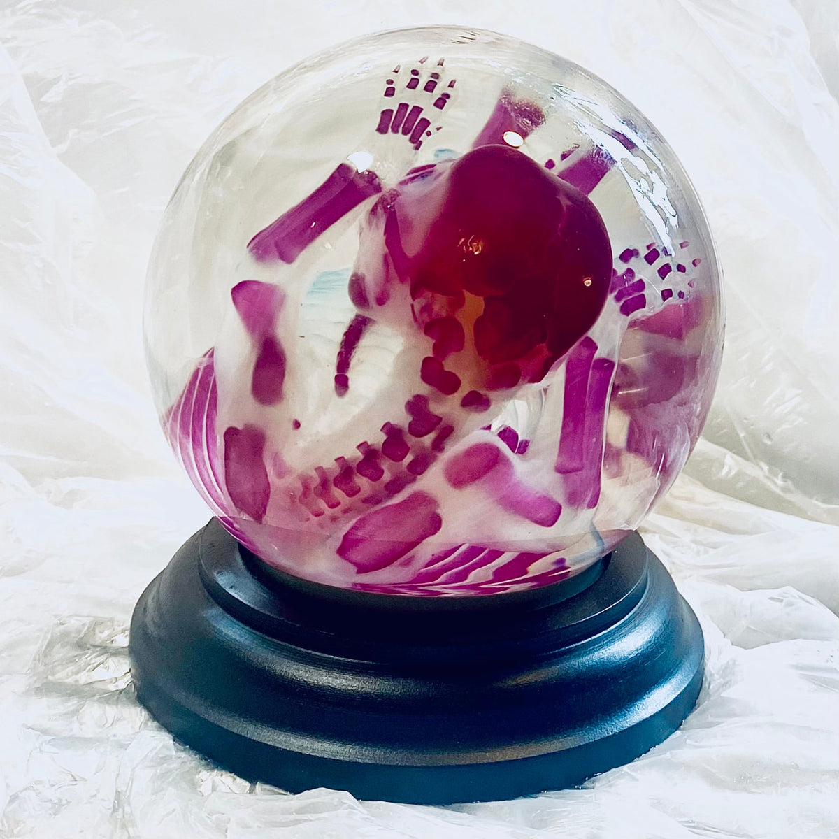 Poodle Puppy Diaphonised Wet Specimen