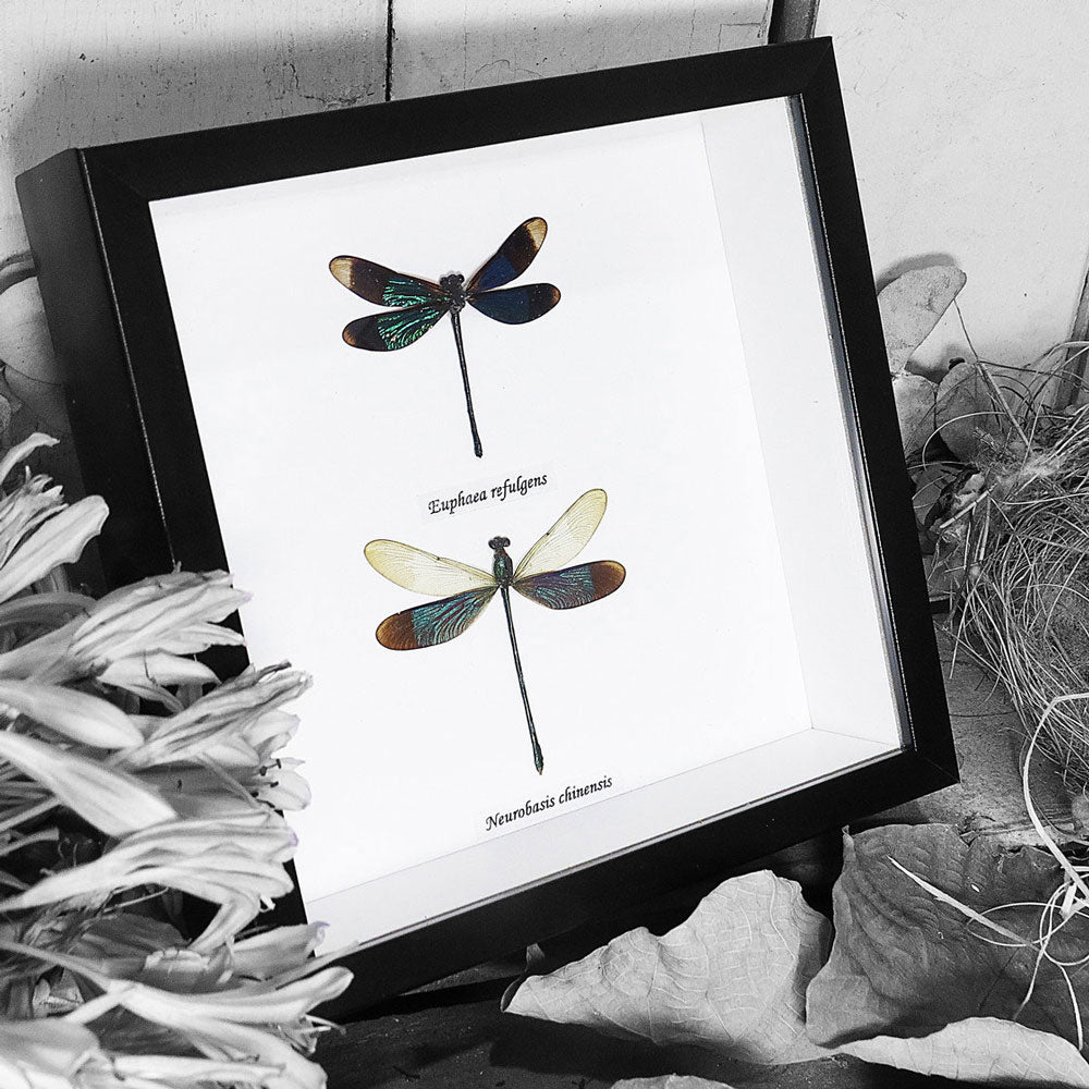 Damselfly Duo Genuine Framed Specimen