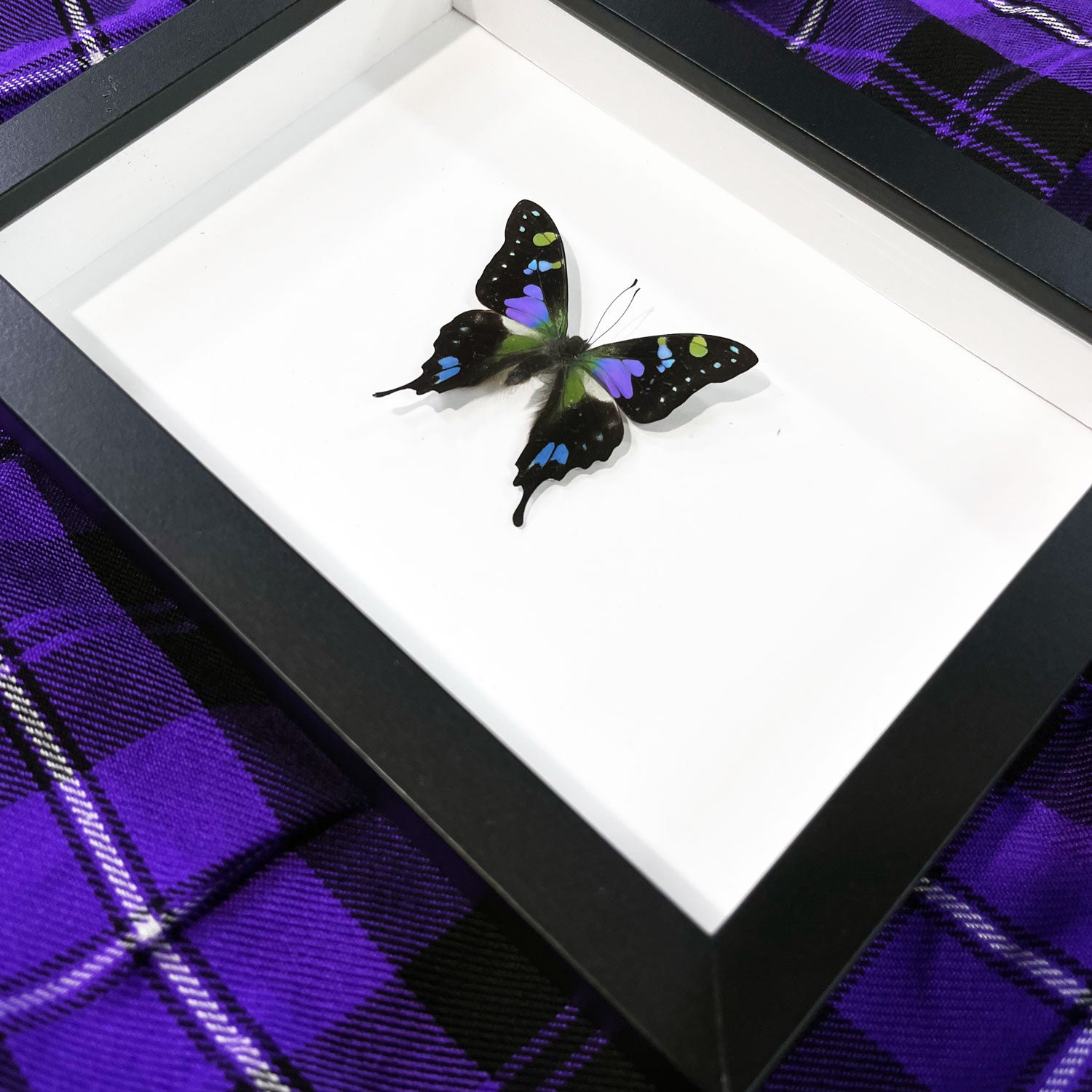 Purple Swallowtail Butterfly Genuine Framed Specimen