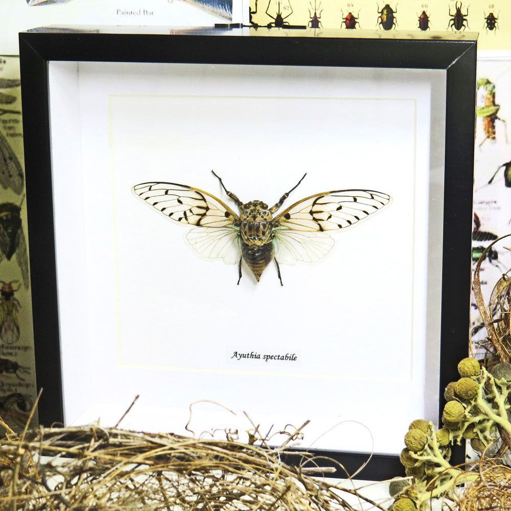 Cicada - Ayuthia Spectabile Framed Genuine Specimen