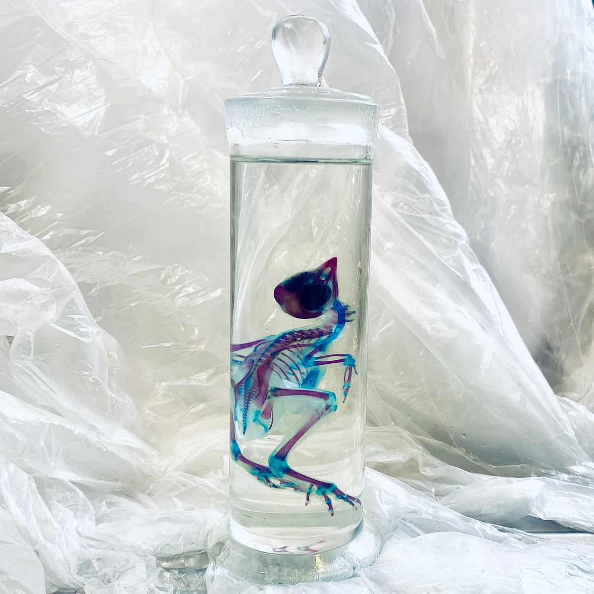 Chick Diaphonised Genuine Wet Specimen