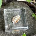 Honey Cowrie Shell Explorer Specimen in Resin
