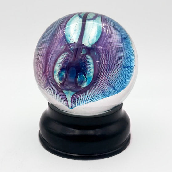 Stingray Globe Diaphonised Wet Specimen