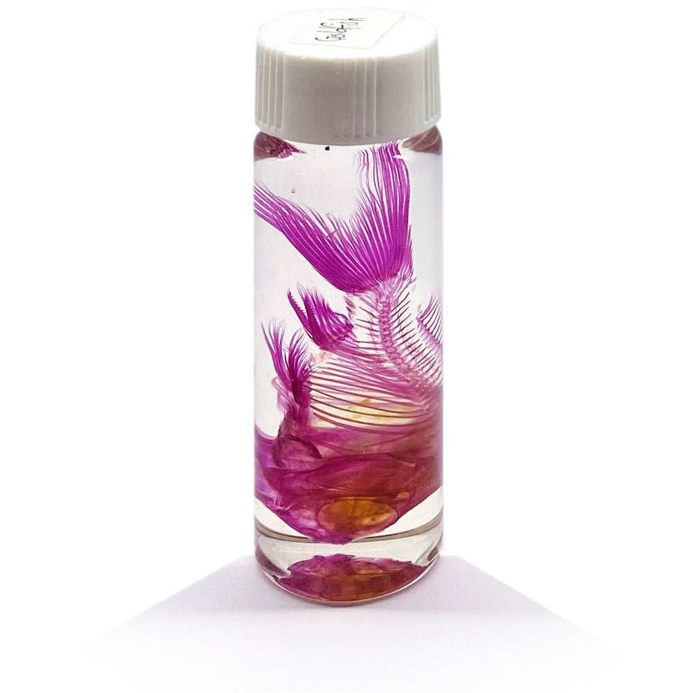 Goldfish Diaphonised Wet Specimen