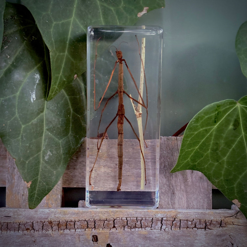 Garden Bugs Set of 5 Specimens
