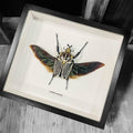 Framed Scarab Beetle Goliathus Orientalis Male Specimen