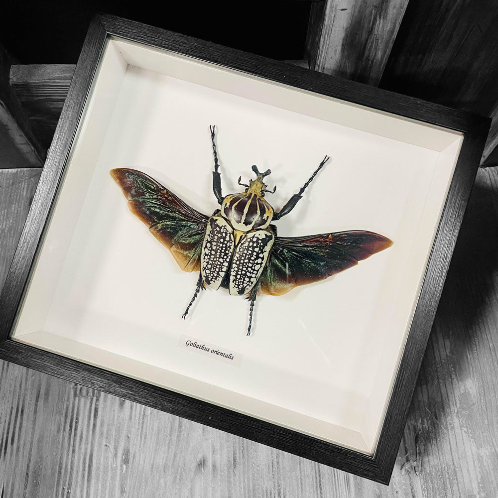 Framed Scarab Beetle Goliathus Orientalis Male Specimen