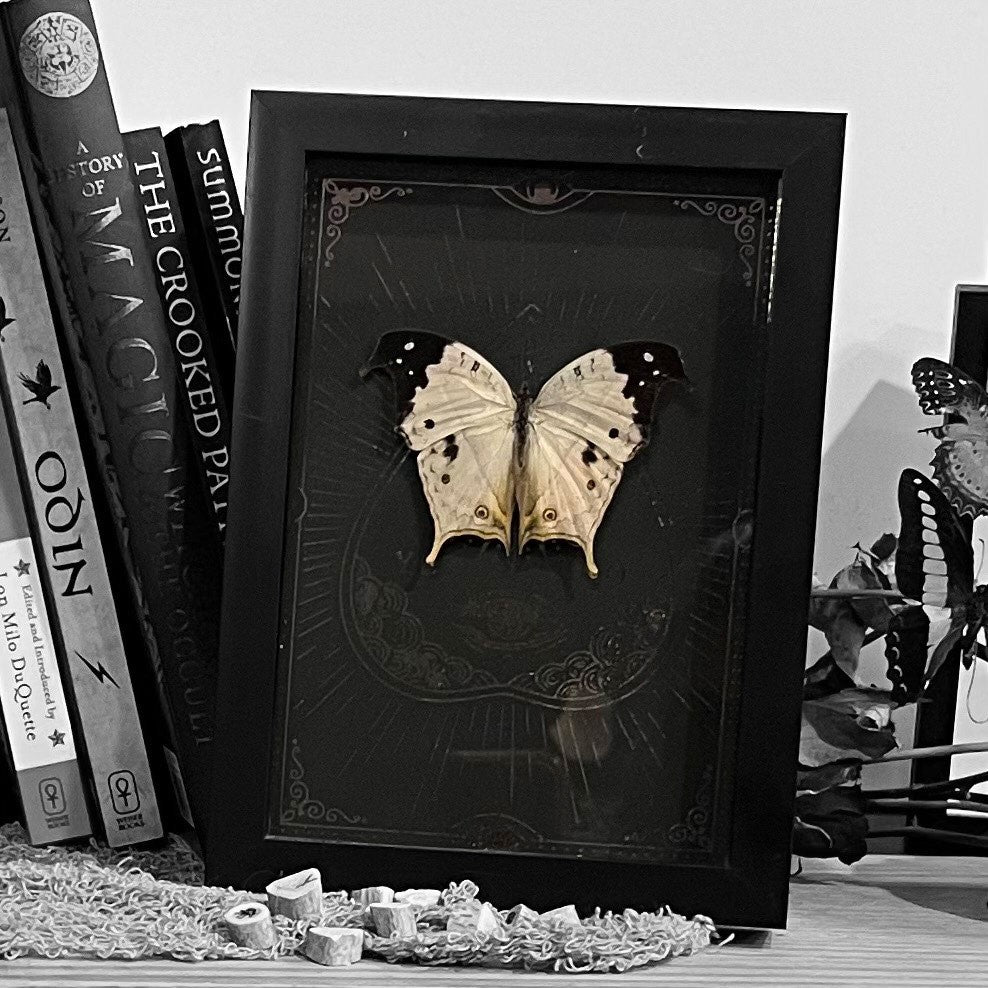 Mother Of Pearl Butterfly Genuine Framed Specimen