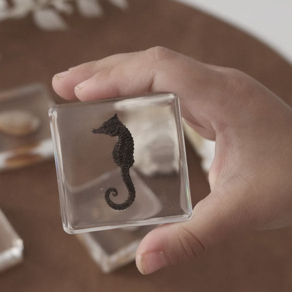 Seahorse Specimen in Resin