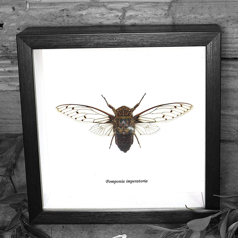 Pomponia Imperatoria Cicada Framed Specimen