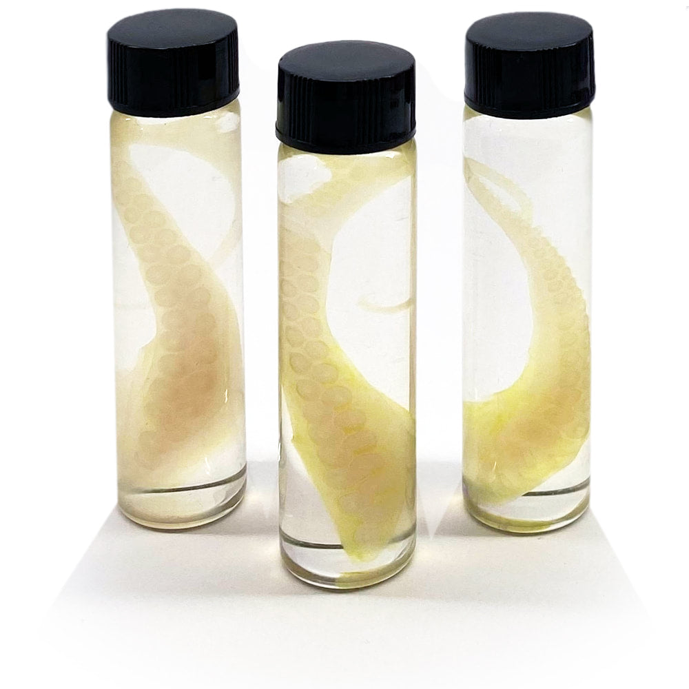 Tentacle Diaphonised Wet Specimen