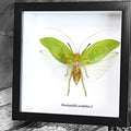 Pseudophyllus Neriifolius Genuine Framed Grasshopper Specimen