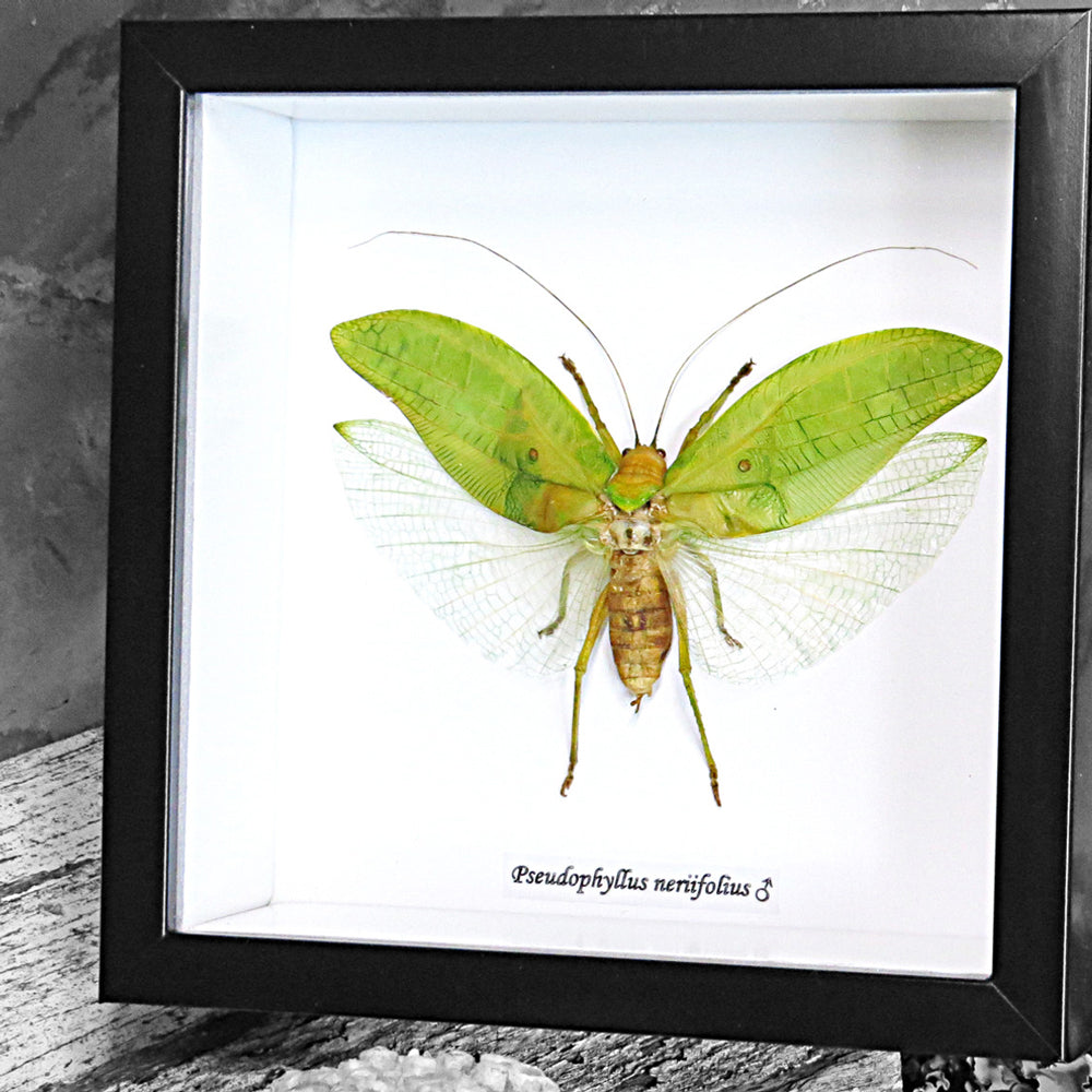 Pseudophyllus Neriifolius Genuine Framed Grasshopper Specimen
