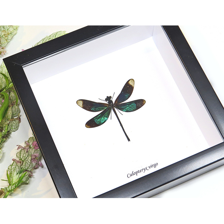 Dragonfly Calopteryx Virgo Framed Genuine Specimen