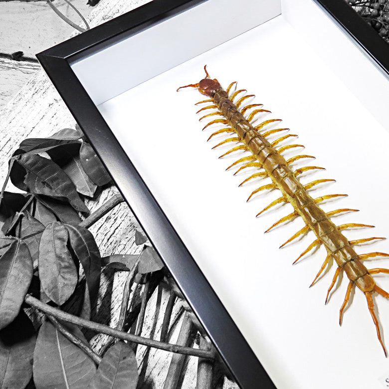 Giant Centipede Scolopendra Subspinipes Framed Specimen