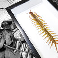 Giant Centipede Scolopendra Subspinipes Framed Specimen
