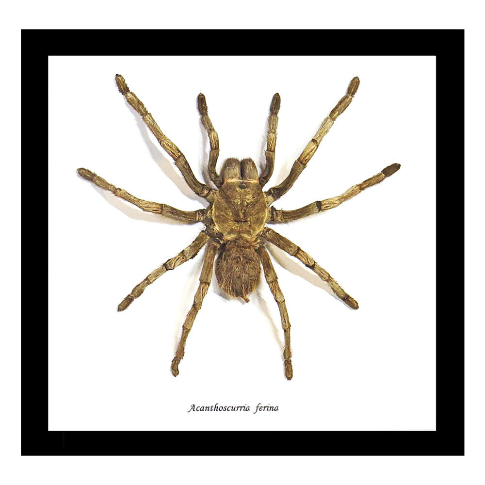 Spider Acanthoscurria Ferina Framed Tarantula Specimen