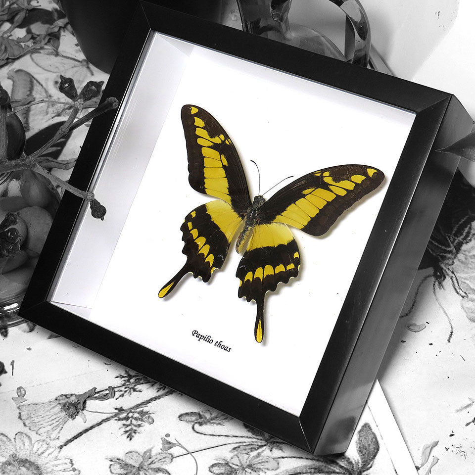 Yellow Butterfly Papilio Thaos Swallowtail Genuine Framed Specimen