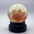 Octopus Wet Preserved Genuine Specimen