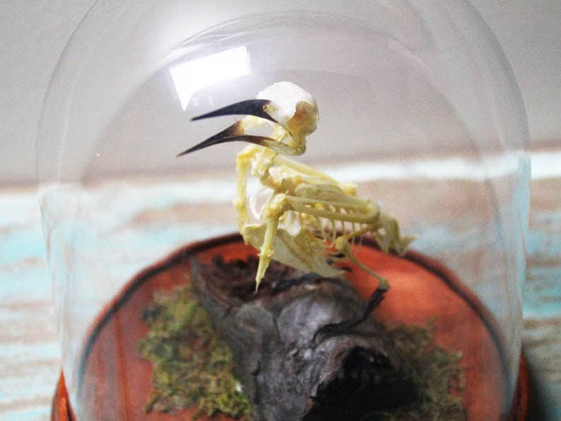 Bee-Eater Bird Articulated Skeleton in a Glass Dome
