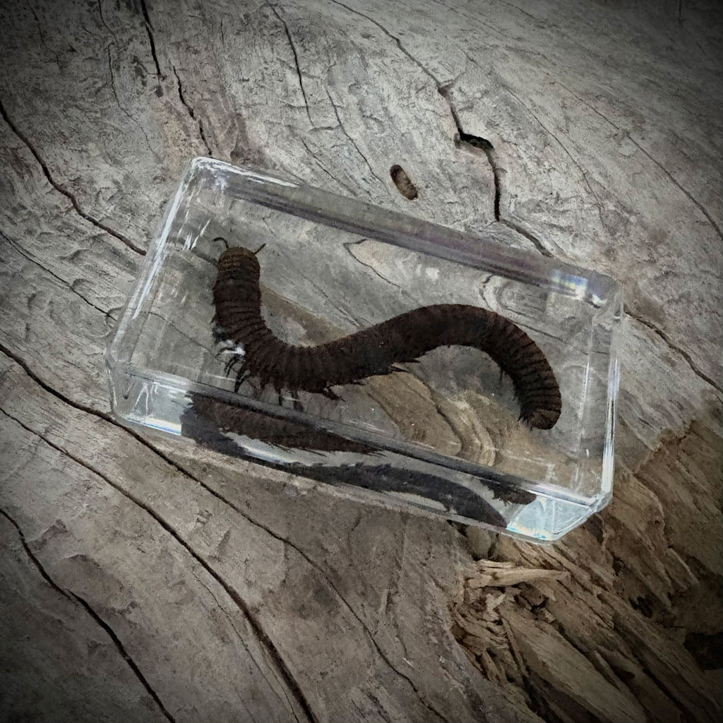 Garden Bugs Set of 5 Specimens