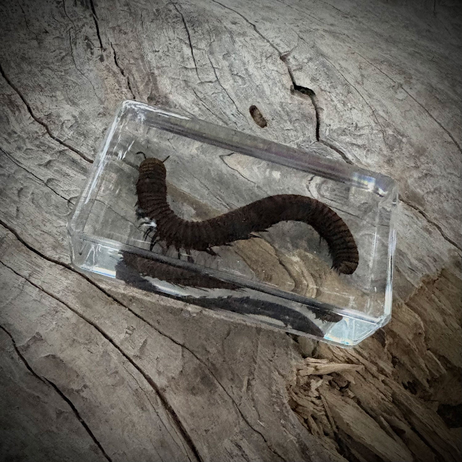 Garden Bugs Set of 5 Specimens