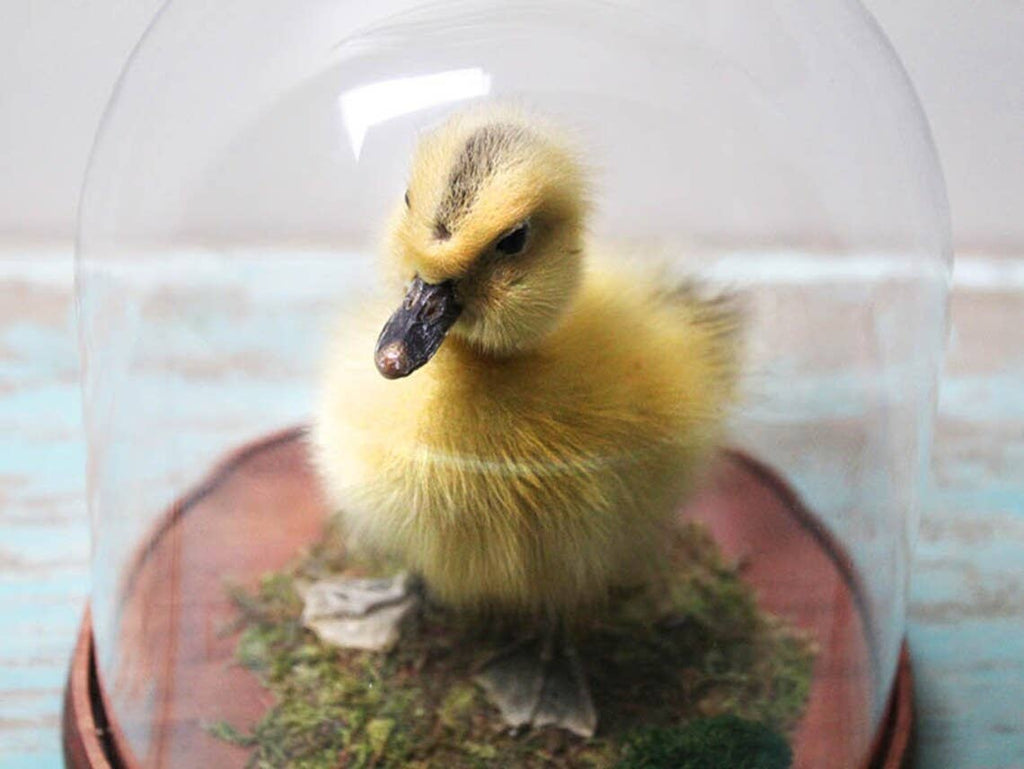 Taxidermised Duckling in an Acrylic Dome