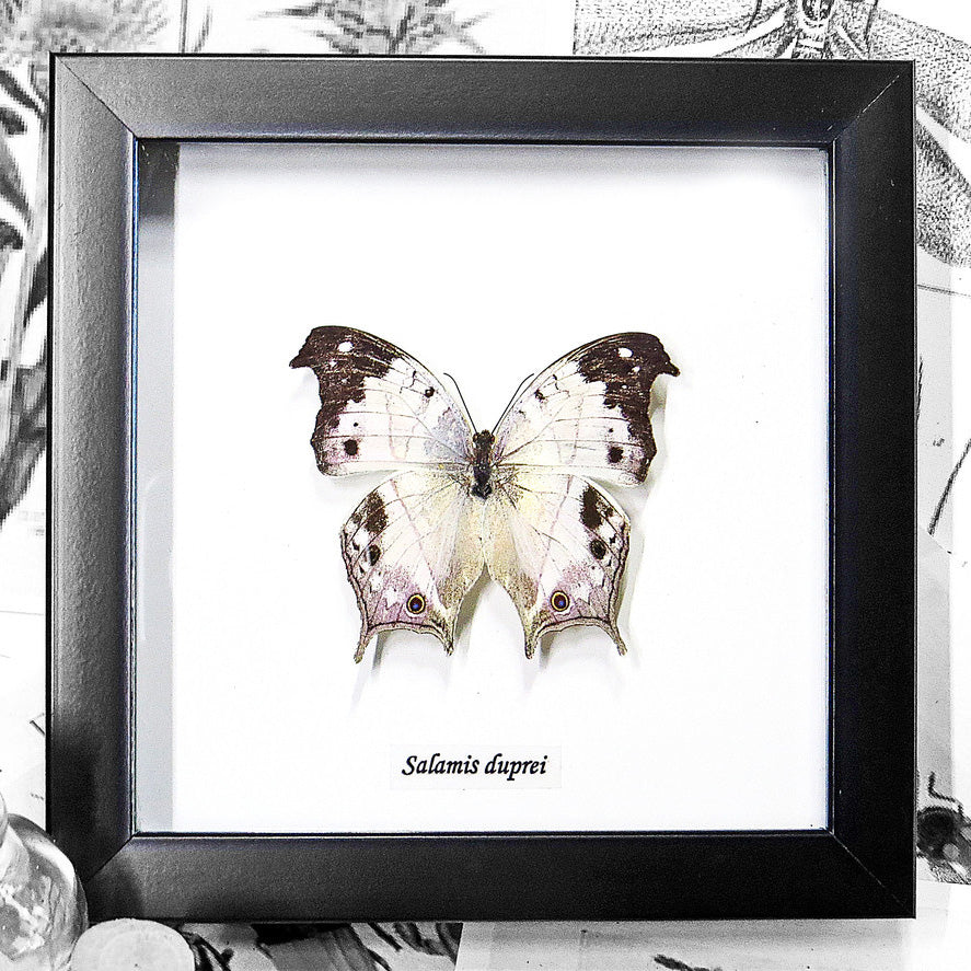 Mother of Pearl Butterfly Genuine Framed Specimen