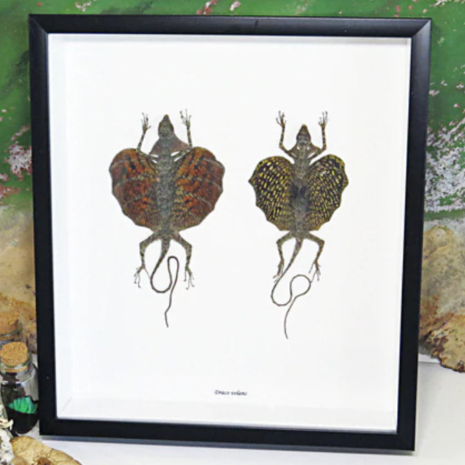 Flying Lizard Duo Framed Specimens